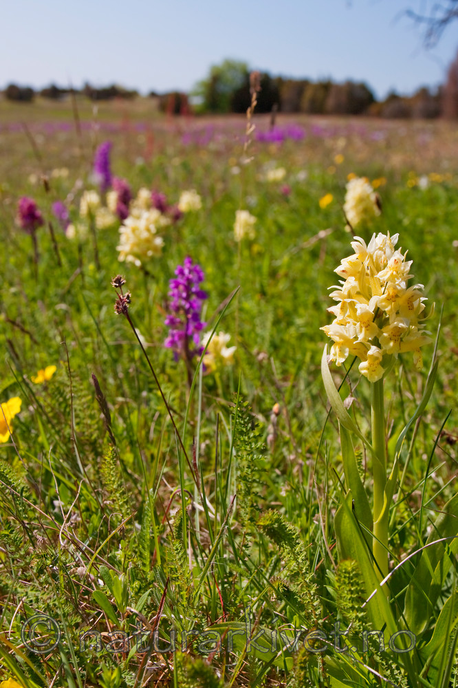 KA_08_1_1137 / Dactylorhiza sambucina / Søstermarihand