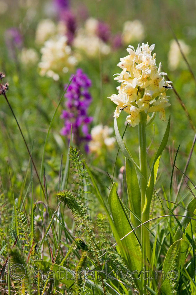 KA_08_1_1139 / Dactylorhiza sambucina / Søstermarihand