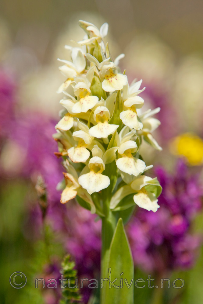 KA_08_1_1146 / Dactylorhiza sambucina / Søstermarihand