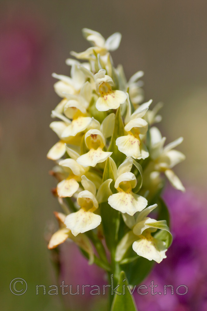 KA_08_1_1148 / Dactylorhiza sambucina / Søstermarihand