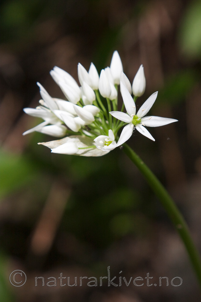 KA_08_1_1268 / Allium ursinum / Ramsløk