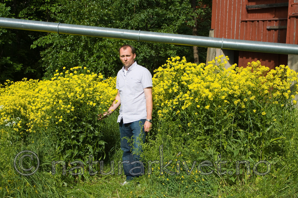 KA_08_1_1376 / Bunias orientalis / Russekål