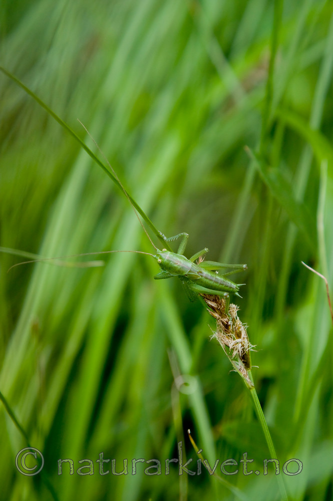 KA_08_1_1403 / Conocephalus dorsalis / Sivgresshoppe