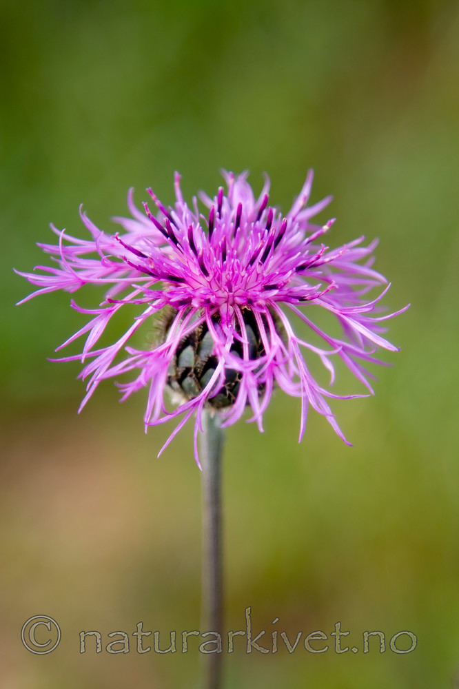 KA_08_1_1411 / Centaurea scabiosa / Fagerknoppurt