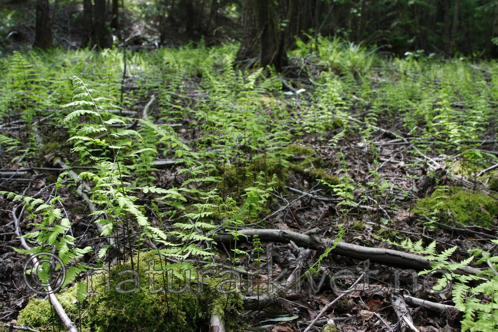 KA_08_1_1455 / Thelypteris palustris / Myrtelg