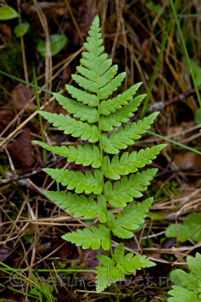 KA_08_1_1466 / Dryopteris cristata / Vasstelg