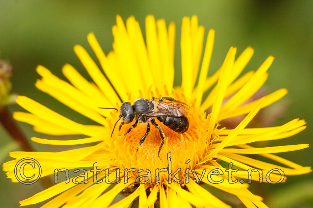 KA_08_1_1493 / Inula salicina / Krattalant <br /> Osmia spinulosa / Kystmurerbie