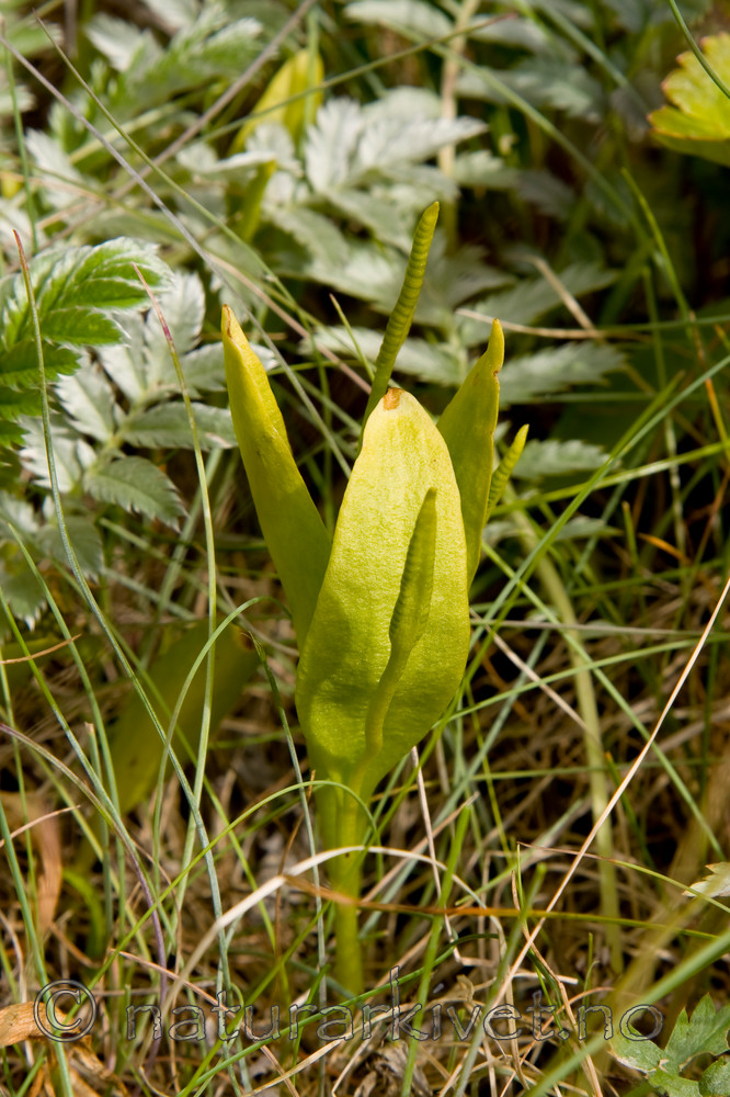 KA_08_1_1519 / Ophioglossum vulgatum / Ormetunge