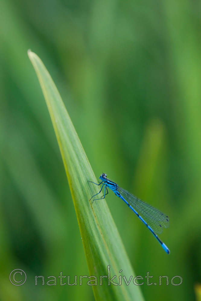 KA_08_1_1524 / Coenagrion puella / Sørlig blåvannymfe