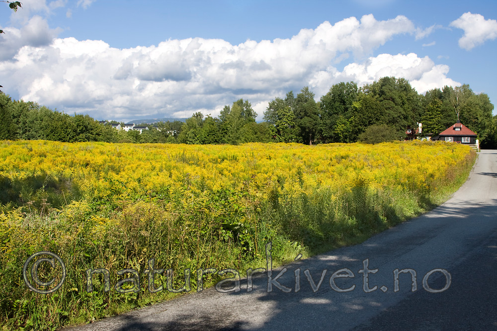 KA_08_1_1773 / Solidago canadensis / Kanadagullris