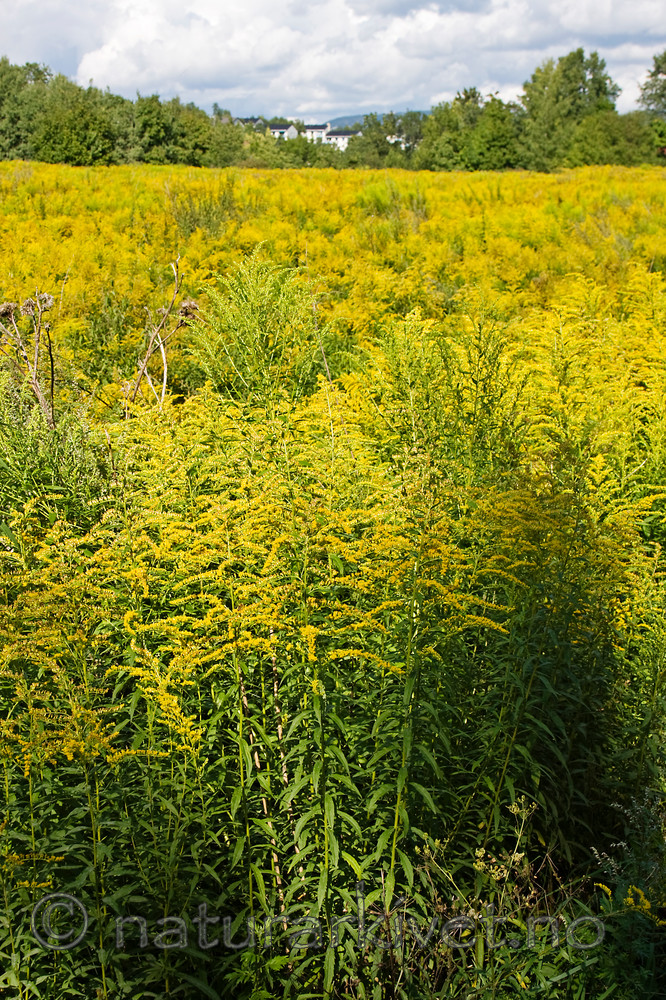 KA_08_1_1774 / Solidago canadensis / Kanadagullris