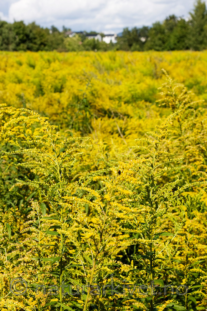 KA_08_1_1775 / Solidago canadensis / Kanadagullris
