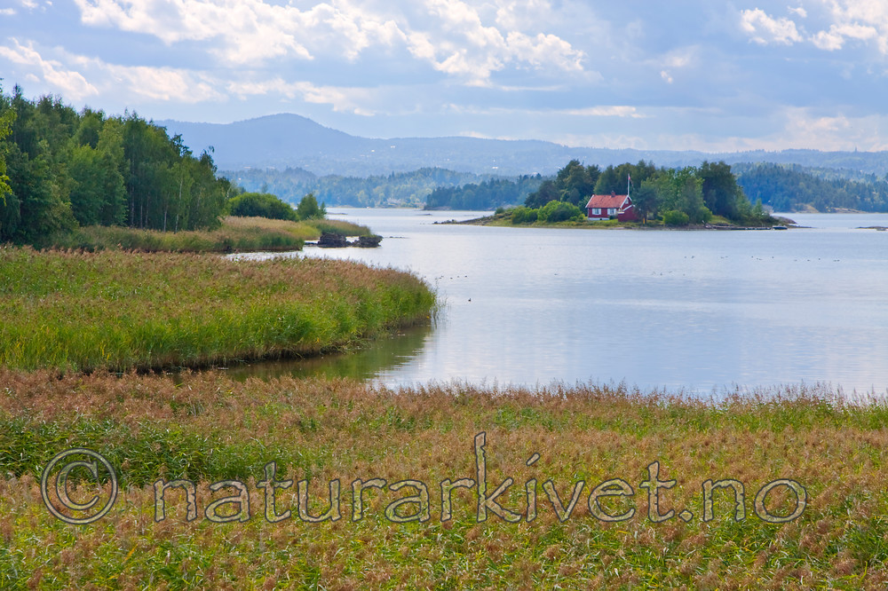 KA_08_1_1780 / Phragmites australis / Takrør