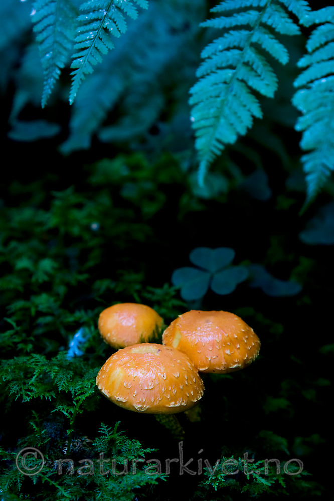 KA_08_1_1921 / Pholiota astragalina / Safranskjellsopp
