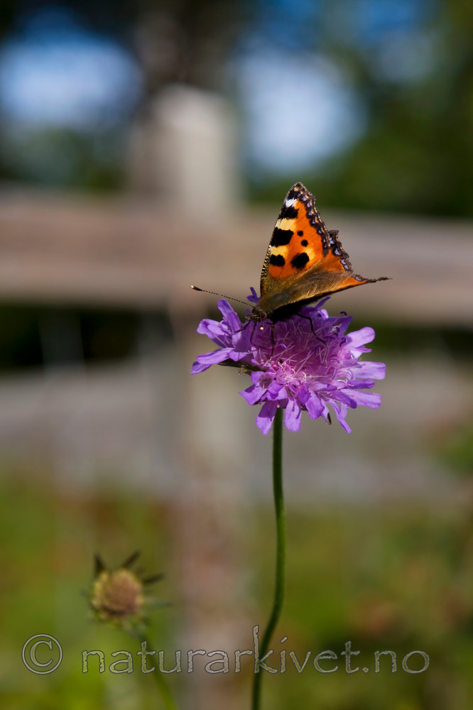 KA_08_1_1925 / Aglais urticae / Neslesommerfugl <br /> Knautia arvensis / Rødknapp