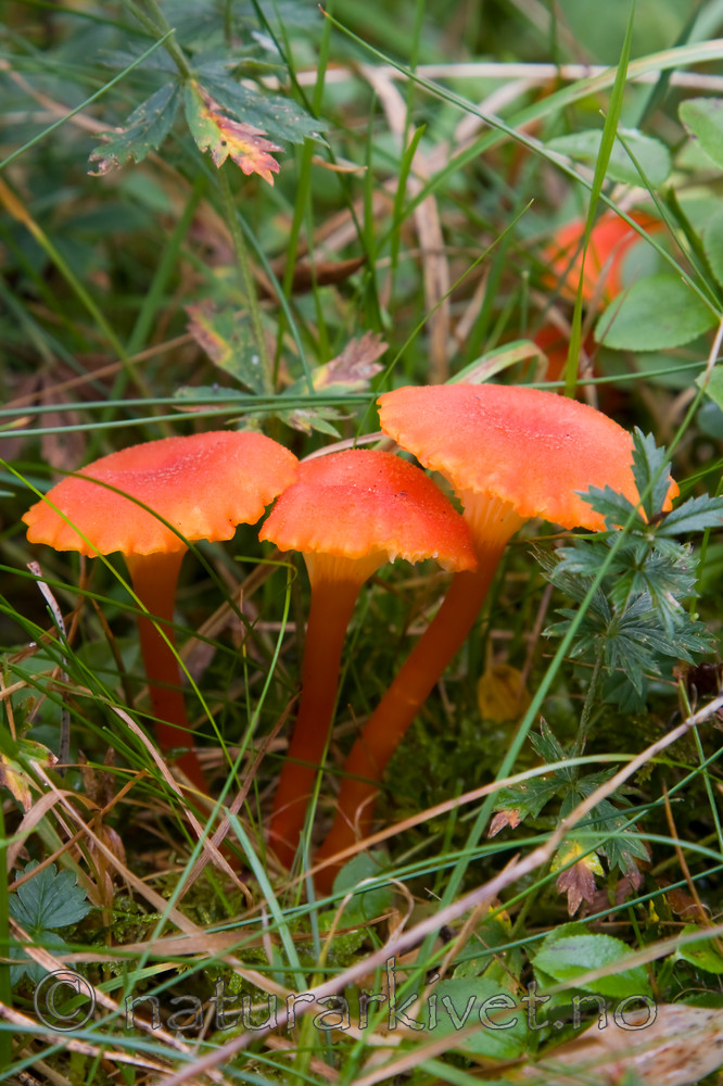 KA_08_1_2002 / Hygrocybe cantharellus / Kantarellvokssopp