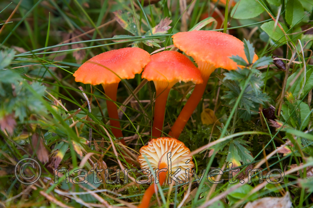KA_08_1_2004 / Hygrocybe cantharellus / Kantarellvokssopp