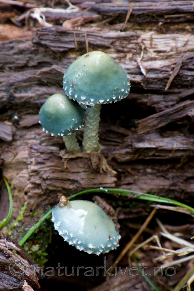 KA_08_1_2005 / Stropharia aeruginosa / Irrgrønn kragesopp