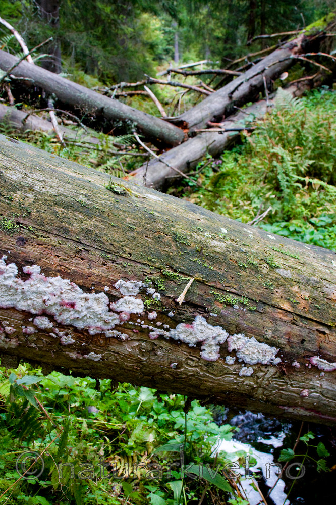 KA_08_1_2032 / Phlebia centrifuga / Rynkeskinn