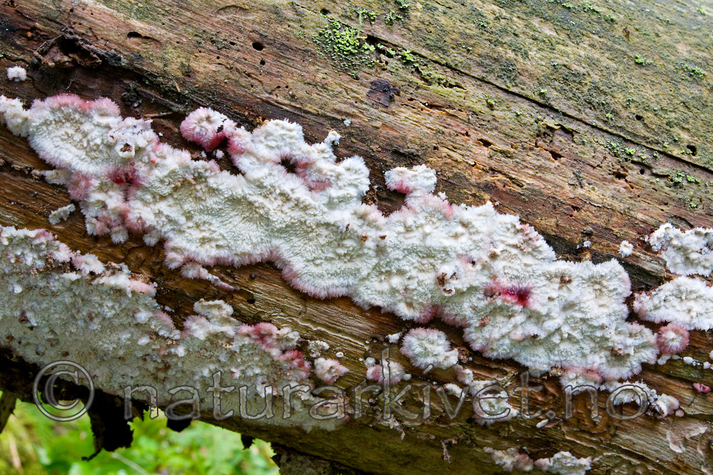 KA_08_1_2034 / Phlebia centrifuga / Rynkeskinn