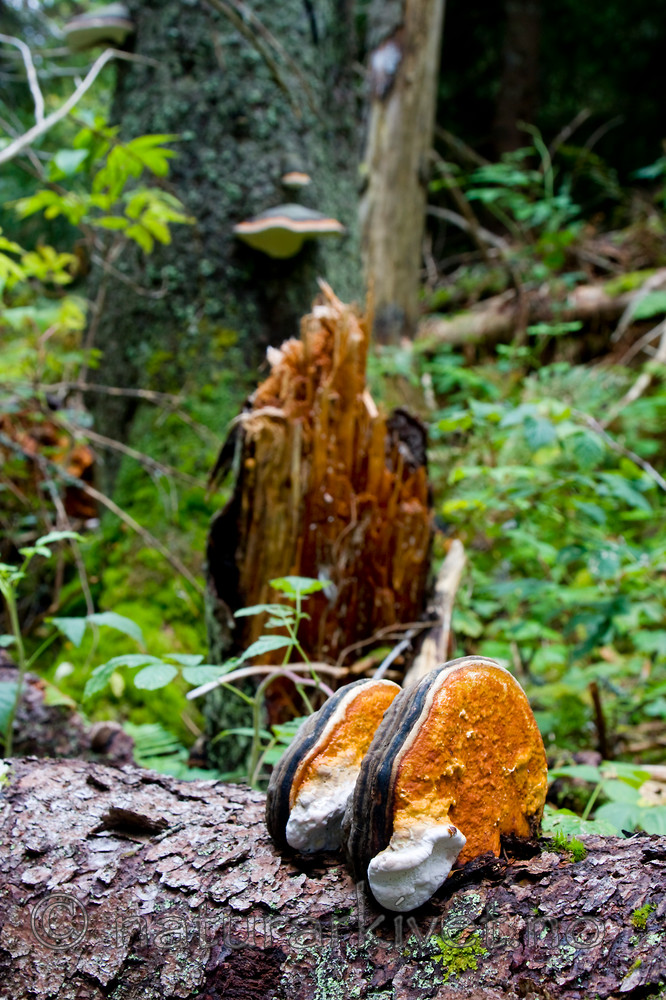 KA_08_1_2050 / Fomitopsis pinicola / Rødrandkjuke