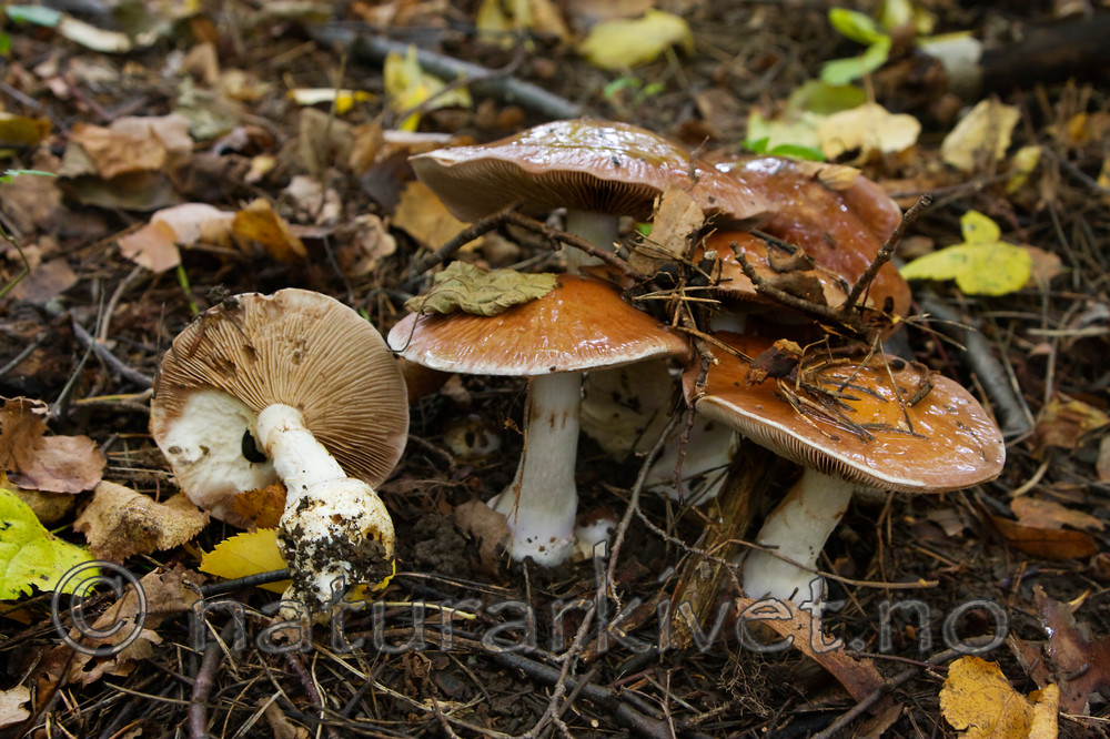 KA_08_1_2057 / Cortinarius praestans / Kjempeslørsopp