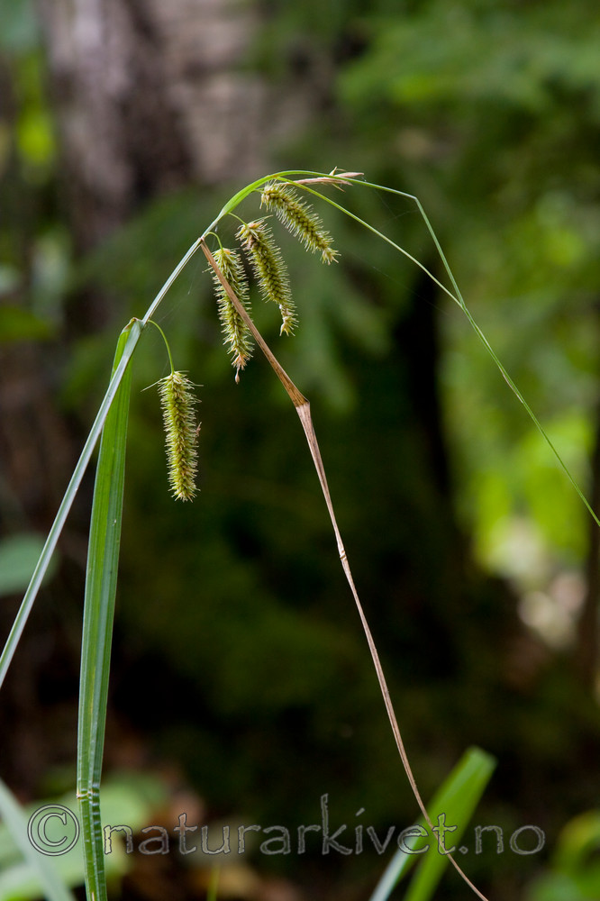 KA_08_1_2064 / Carex pseudocyperus / Dronningstarr