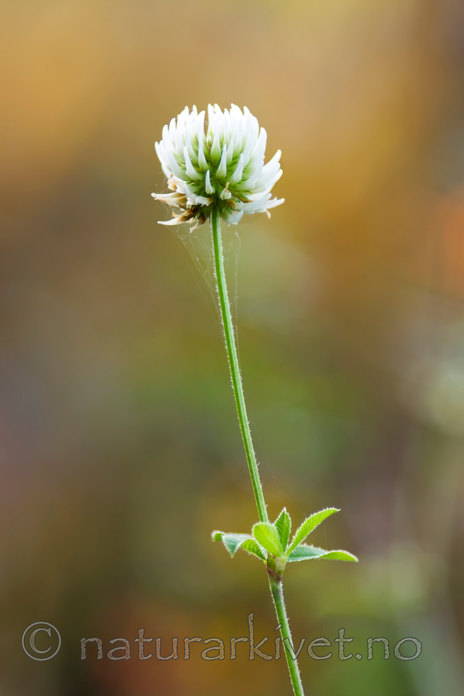KA_08_1_2226 / Trifolium montanum / Bakkekløver