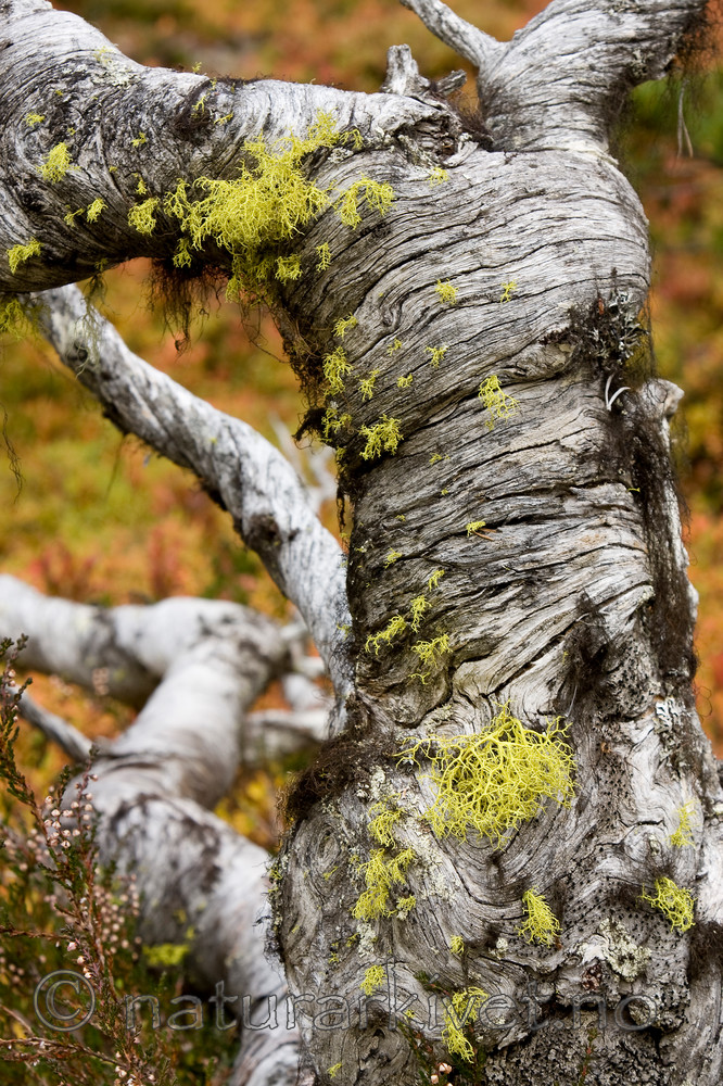 KA_08_1_2345 / Letharia vulpina / Ulvelav