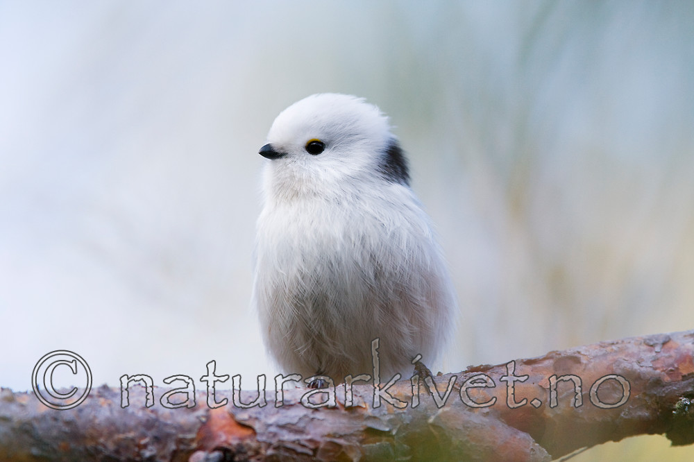 KA_08_1_2448 / Aegithalos caudatus / Stjertmeis