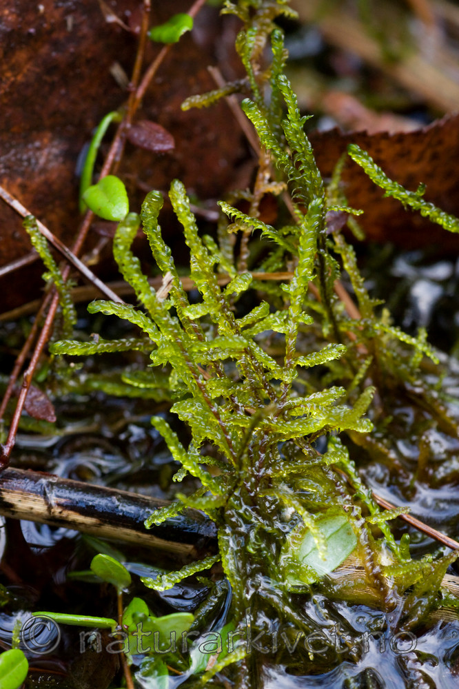 KA_08_1_2502 / Hamatocaulis vernicosus / Alvemose