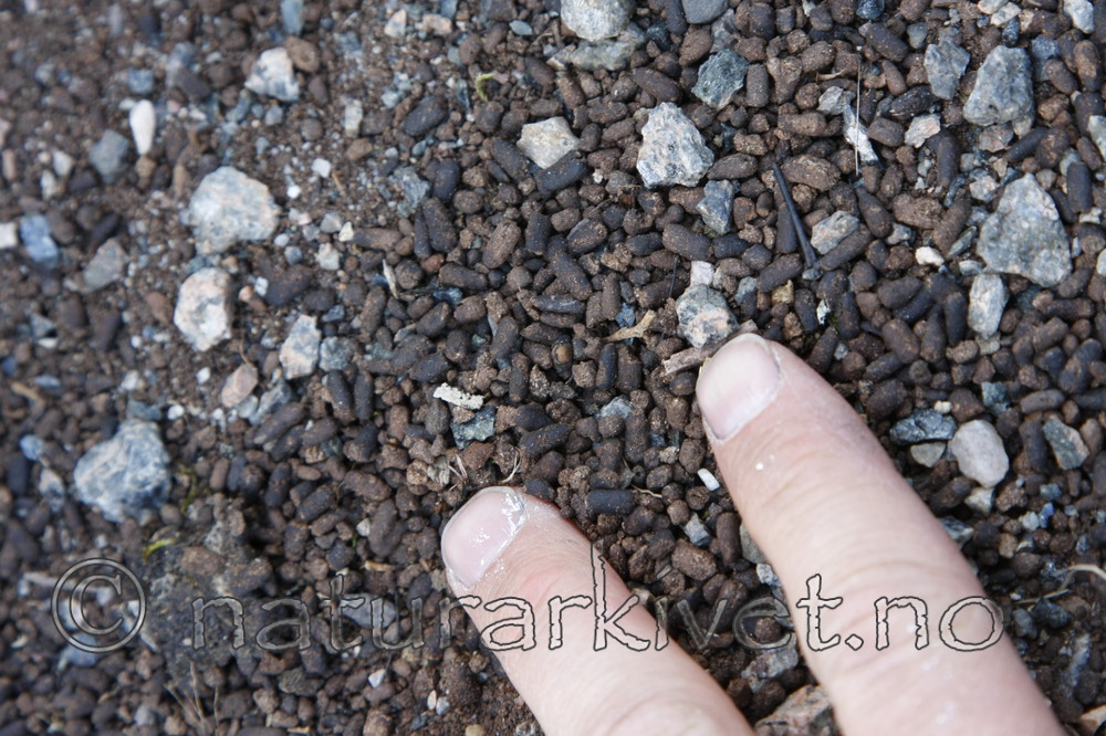 KA_090511_0792 / Osmoderma eremita / Eremitt