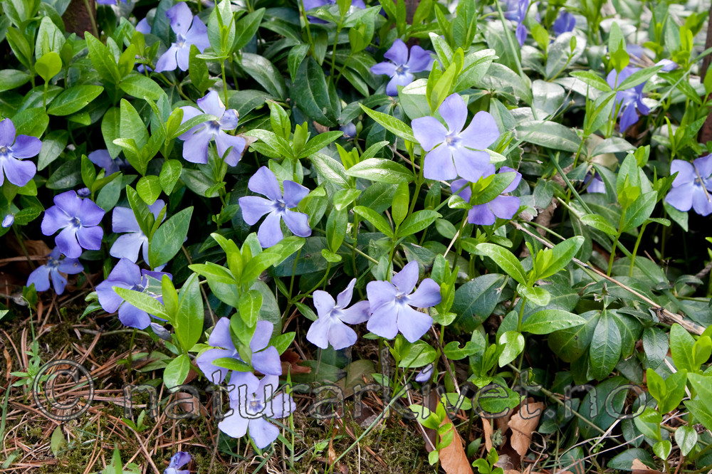 KA_090511_0795 / Vinca minor / Gravmyrt