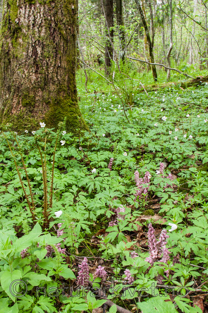 KA_090519_0899 / Lathraea squamaria / Skjellrot