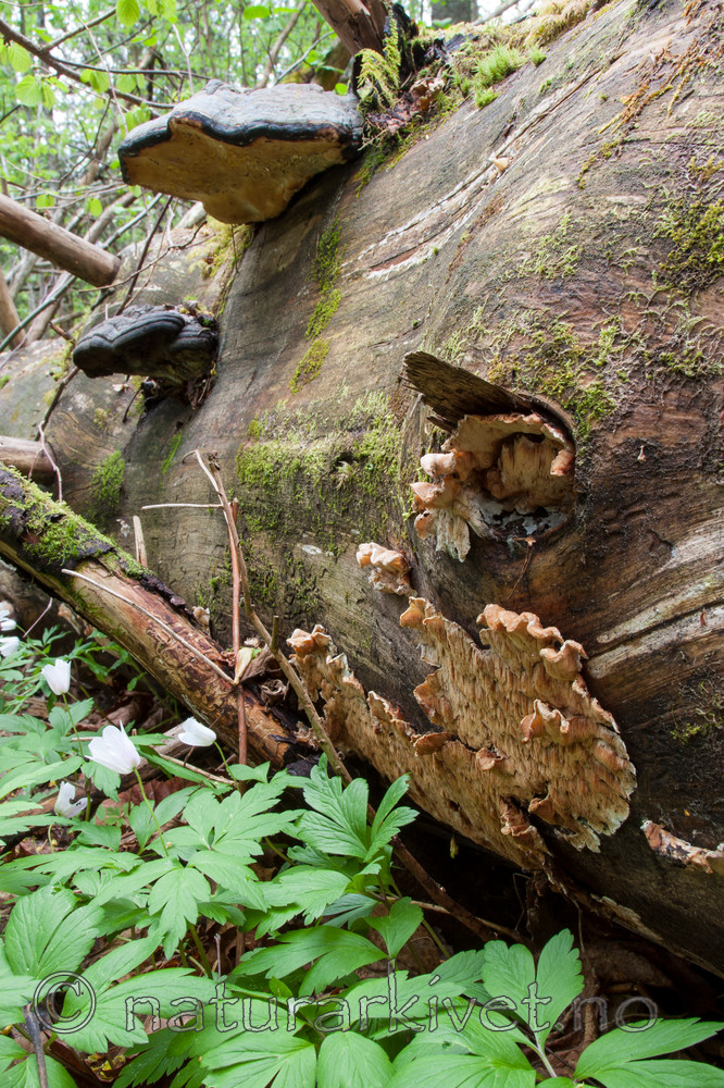 KA_090519_0902 / Spongiporus undosus / Bølgekjuke