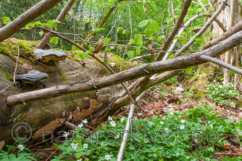 KA_090519_0905 / Spongiporus undosus / Bølgekjuke