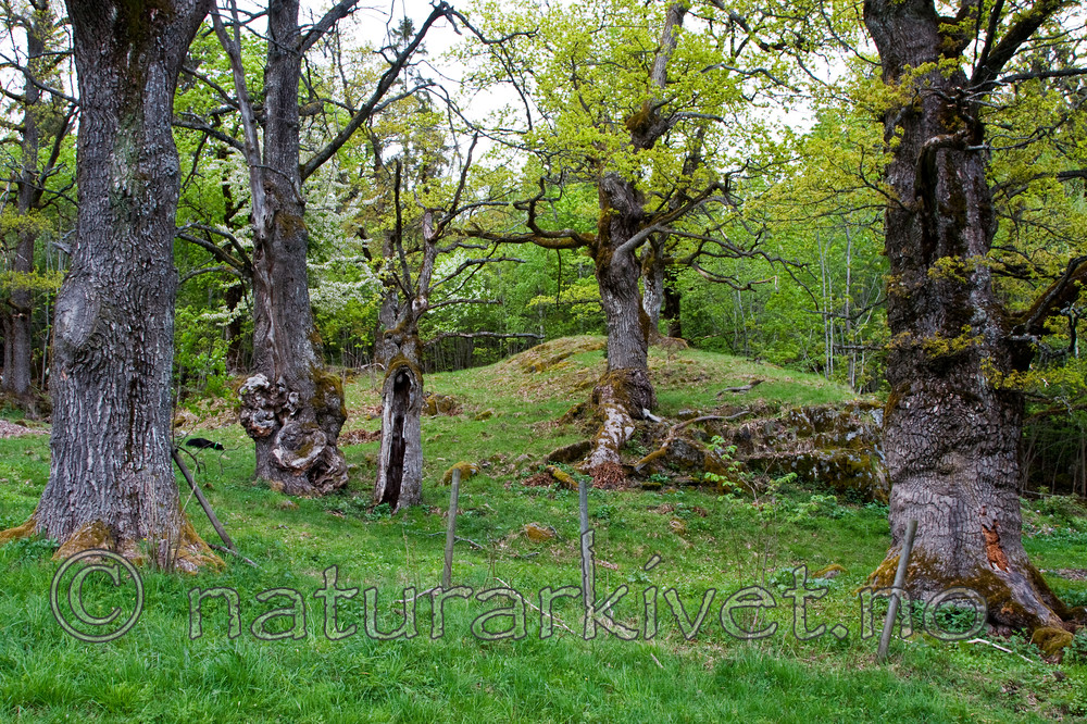 KA_090519_0918 / Quercus robur / Sommereik