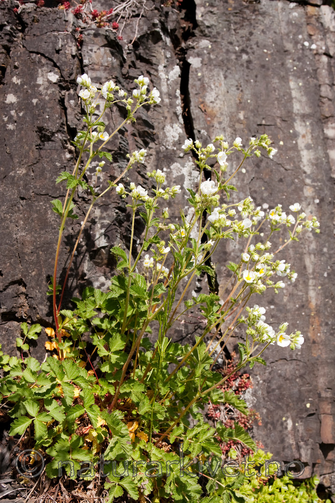 KA_090603_1129 / Drymocallis rupestris / Hvitmure