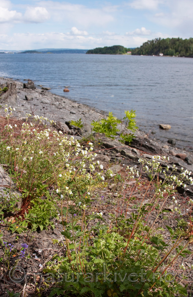 KA_090603_1132 / Drymocallis rupestris / Hvitmure