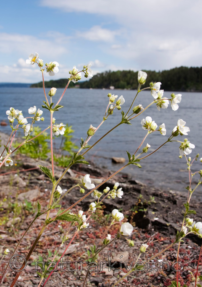 KA_090603_1134 / Drymocallis rupestris / Hvitmure