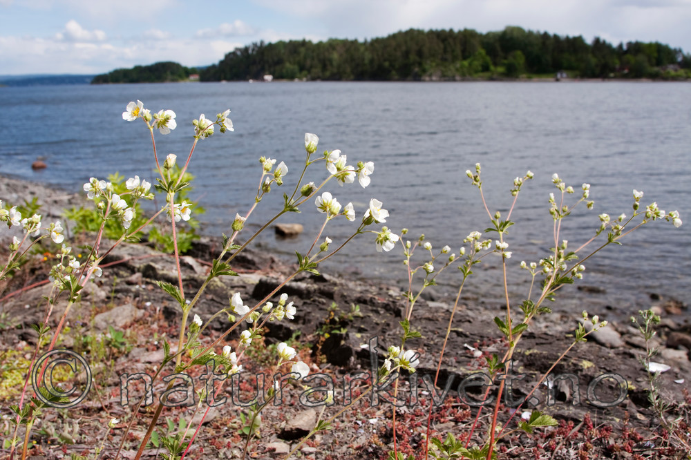 KA_090603_1135 / Drymocallis rupestris / Hvitmure