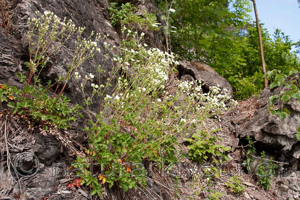 KA_090603_1136 / Drymocallis rupestris / Hvitmure