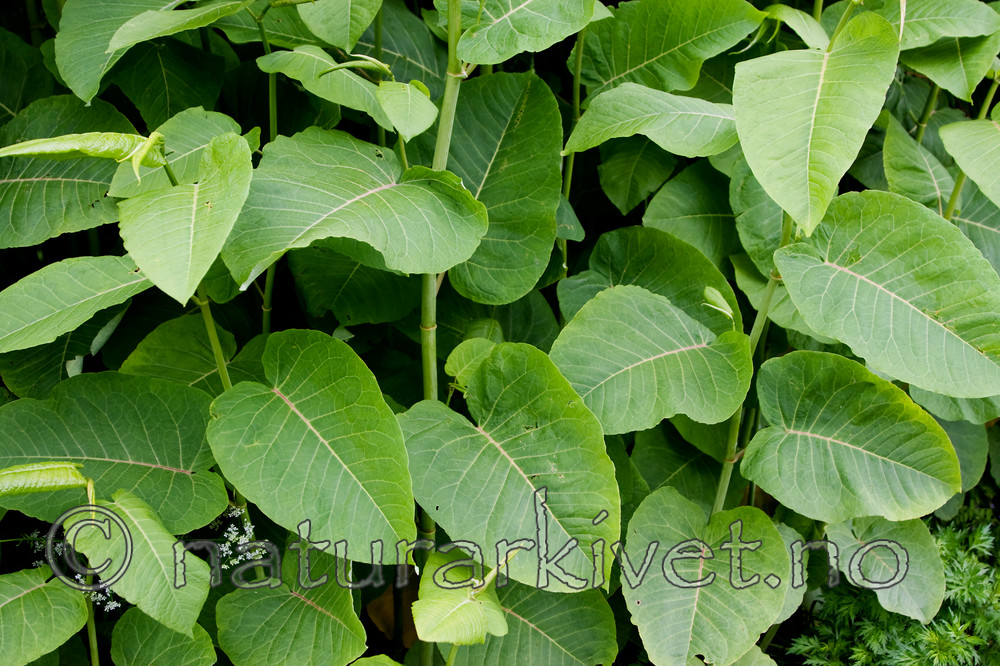KA_090604_1154 / Reynoutria sachalinensis / Kjempeslirekne