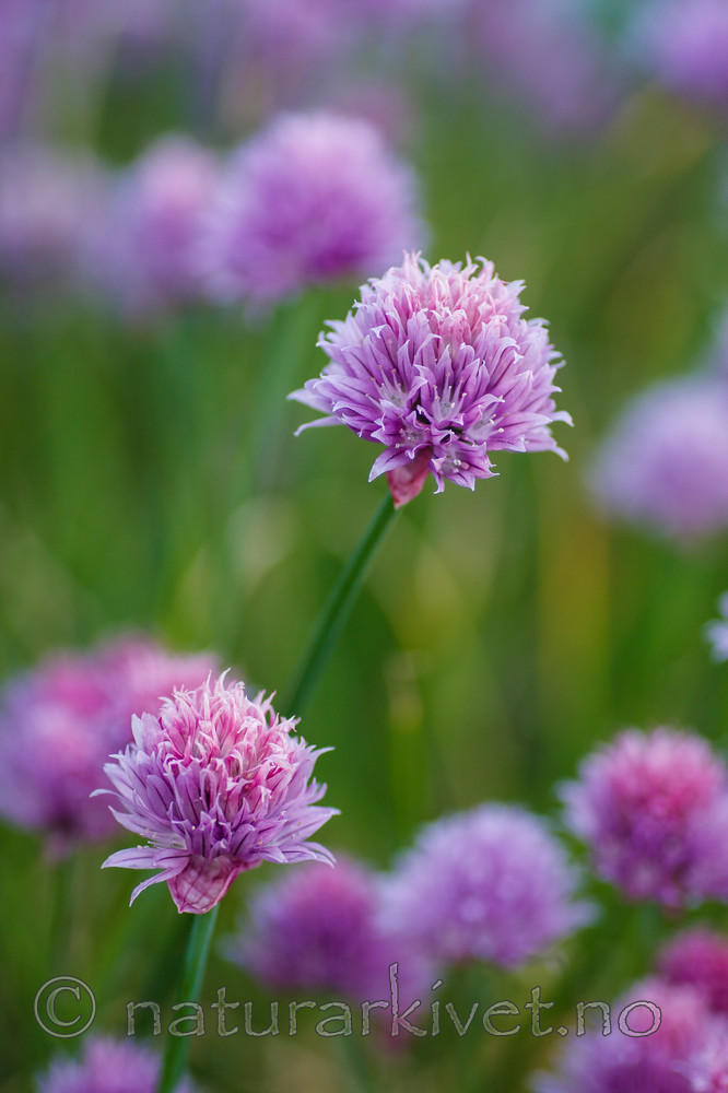 KA_090613_1186 / Allium schoenoprasum / Grasløk