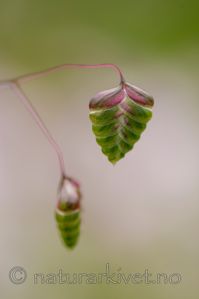 KA_090620_1209 / Briza media / Hjertegras