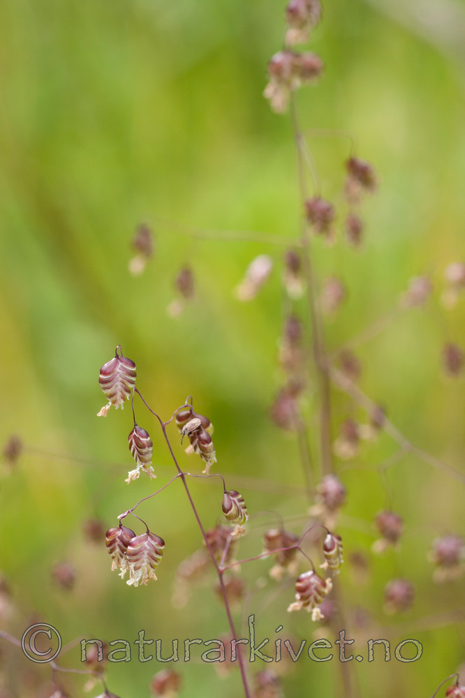 KA_090620_1210 / Briza media / Hjertegras