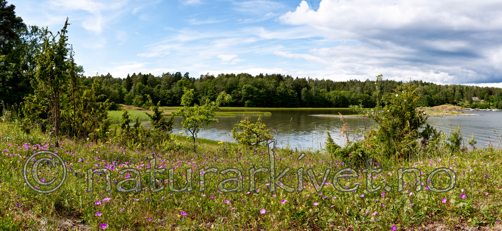 KA_090620_1225-1230 / Dracocephalum ruyschiana / Dragehode <br /> Geranium sanguineum / Blodstorkenebb