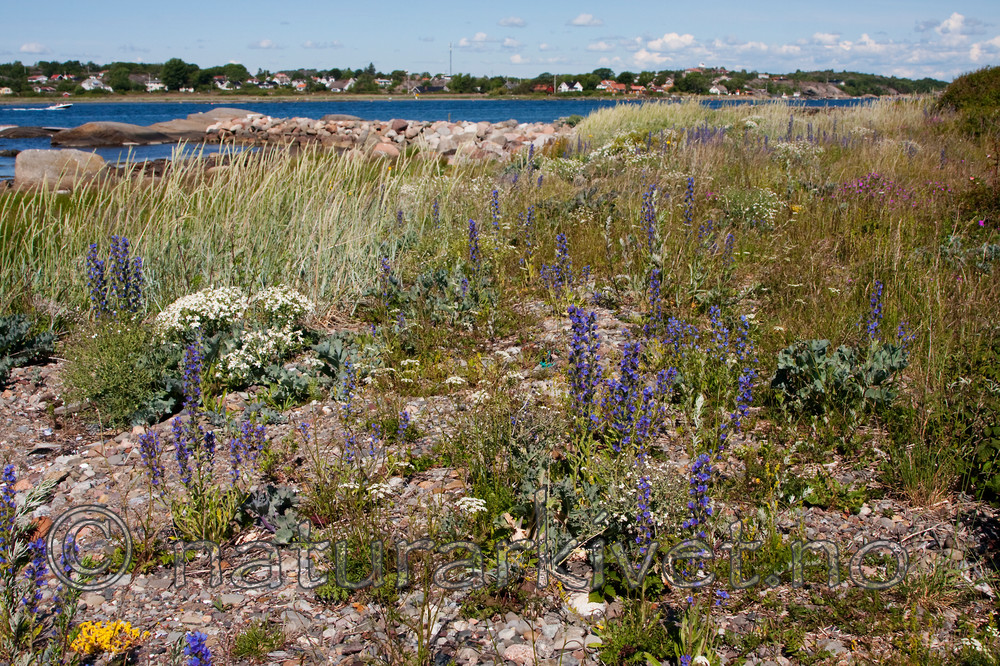 KA_090622_1287 / Echium vulgare / Ormehode