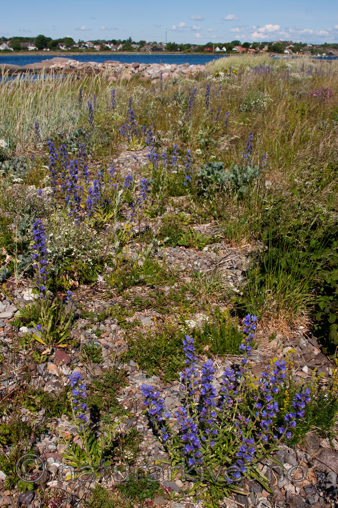 KA_090622_1288 / Echium vulgare / Ormehode