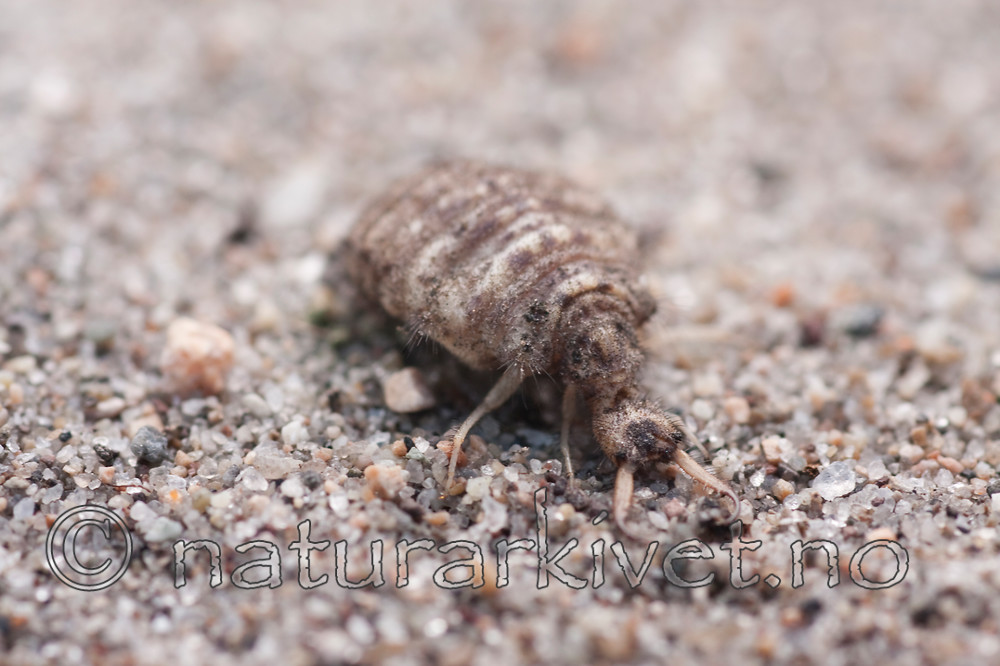 KA_090622_1336 / Myrmeleon bore / Strandmaurløve